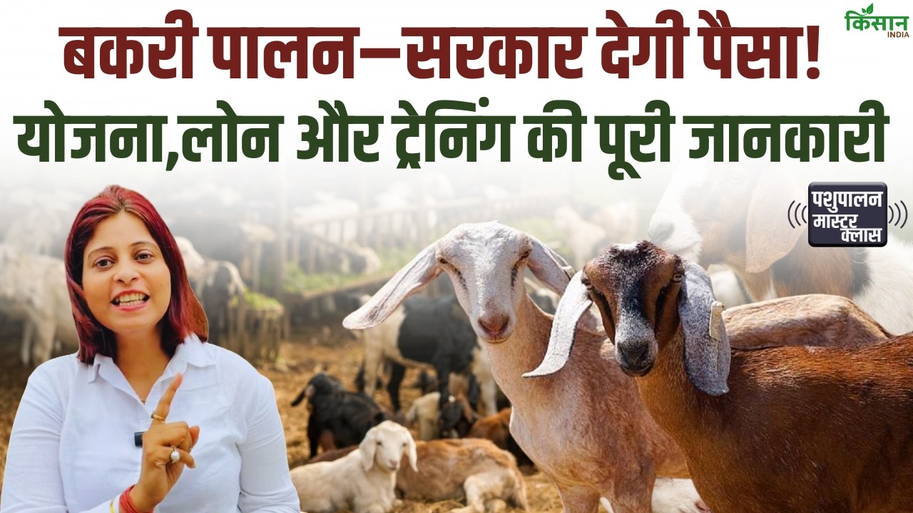 बकरी पालन 2026: सरकारी योजना, लोन और ट्रेनिंग सेंटर की पूरी जानकारी। Goat Farming। Subsidy। Loan