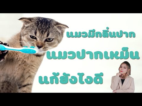 แมวปากเหม็น แมวมีกลิ่นปาก แก้ยังไงดี