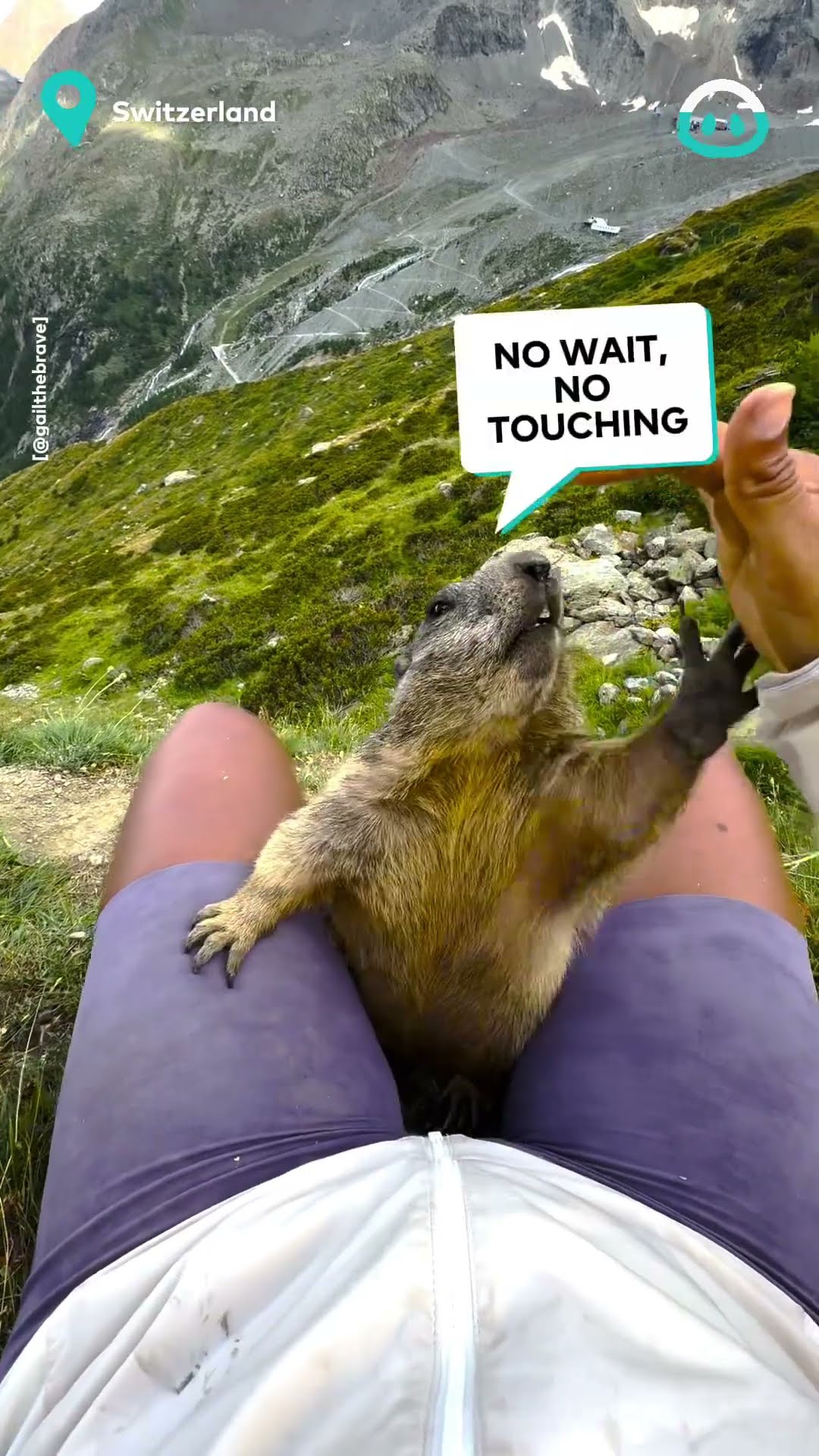 Wild Marmots Stop Hiker || ViralHog