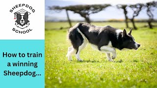 Sheepdog School's Flute - How to train a Sheepdog