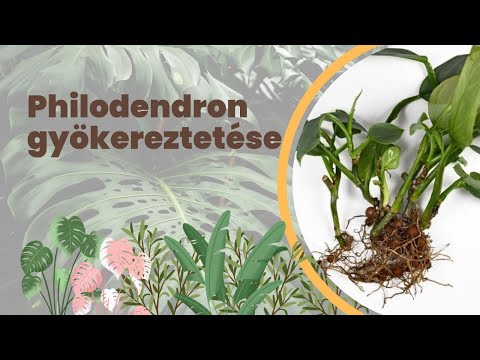 Videó: Filodendron Termesztése