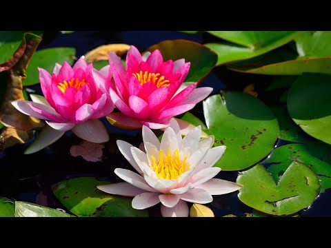Video: Šta simbolizira lotosov cvijet?