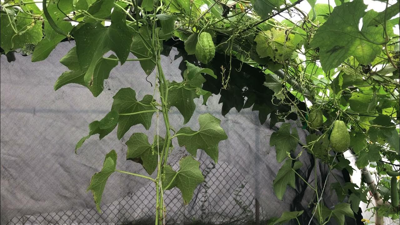 GROWING CHAYOTE SQUASH IN OCTOBER. YouTube