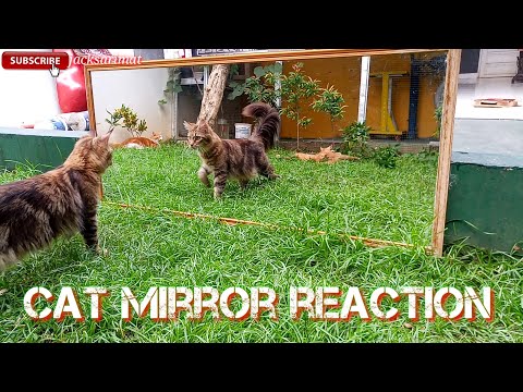 funny-cat-||-cat-mirror-reaction