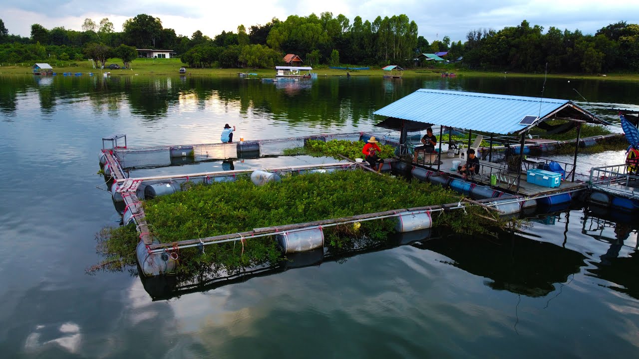 ครั้งแรกวิธีตกปลาอีสาน รูกระชังเลี้ยงปลา ทัวร์อีสานเขื่อนสิรินธร P.NU FISHING