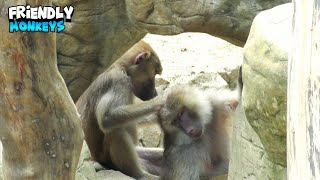 Friendly Monkeys Sharing A Beautiful Moment