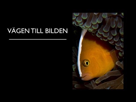 Video: Hur Man Anpassar Kameran För Undervattensfotografering