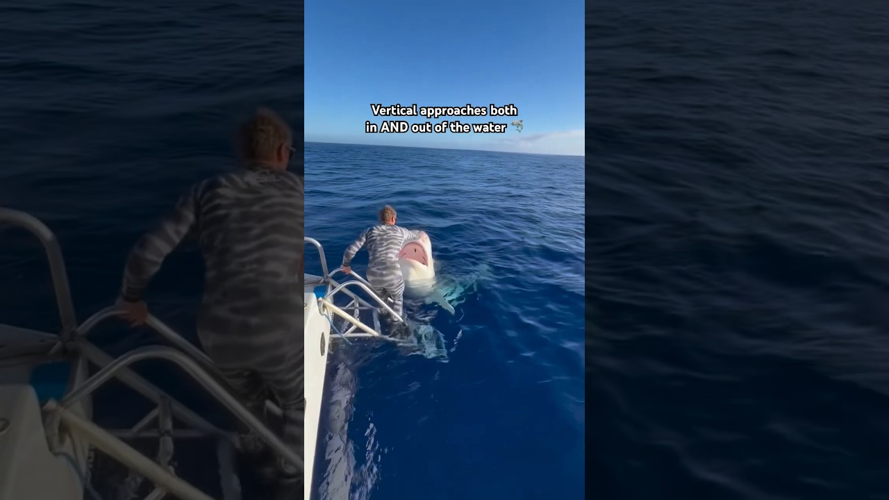 ALWAYS alert when shark diving 🤙🏽 FOLLOW us for more 🦈 @juansharks #sharkdiving #hawaii #a