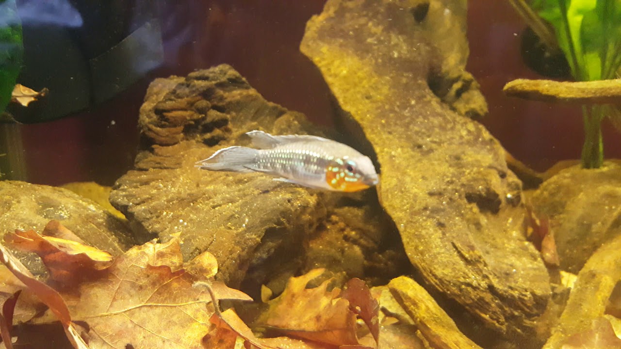Apistogramma Elizabethae male with flaring