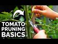 How to Prune Tomatoes for Maximum Yield and Plant Health