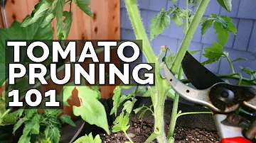 Jak zkrátit rostliny rajčat?