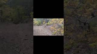 Kastamonu Taşköprü Elekdagı Çatal Çam Yolu Resimi