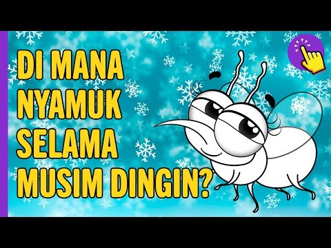 Video: Tempat Rama-rama Dan Nyamuk Bersembunyi Pada Musim Sejuk