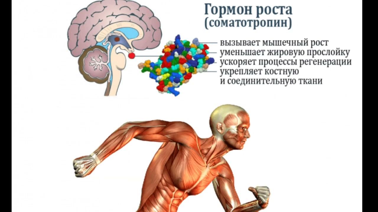 Увеличение гормона роста. Орган вырабатывающий гормон роста. Соматотропин гормон роста. Гормон роста секретируется в. Соматотропина – гормона роста..