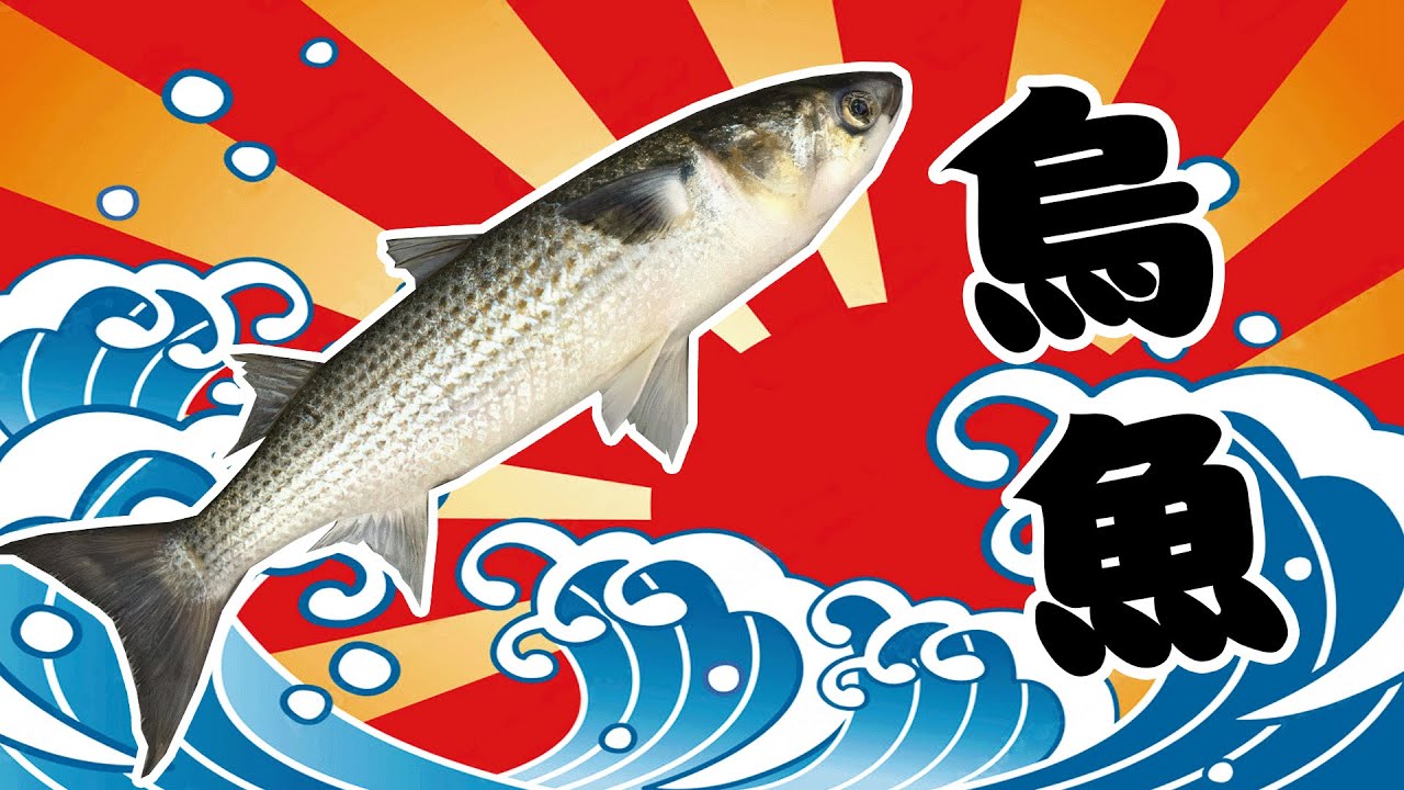 👉烏魚~台灣古早味的冬日珍饈｜俗語「漁民掠烏魚子──不採公（工）｜「鹹水烏卡贏雞肉箍」｜「金光沖沖滾，烏魚炒米粉」 #烏魚膘#烏魚子#烏魚胗