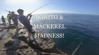 Bonnies &amp; Mackerels all day [Wollongong, Coal Cliff-  Rock Fishing Land Based]