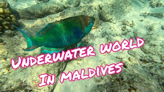 Underwater world in Maldives | March 2023