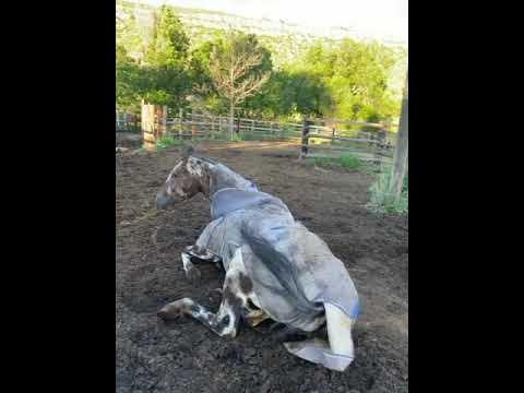 Incredible Appaloosa Horse / Невероятная пятнистая лошадь чубарой масти ...