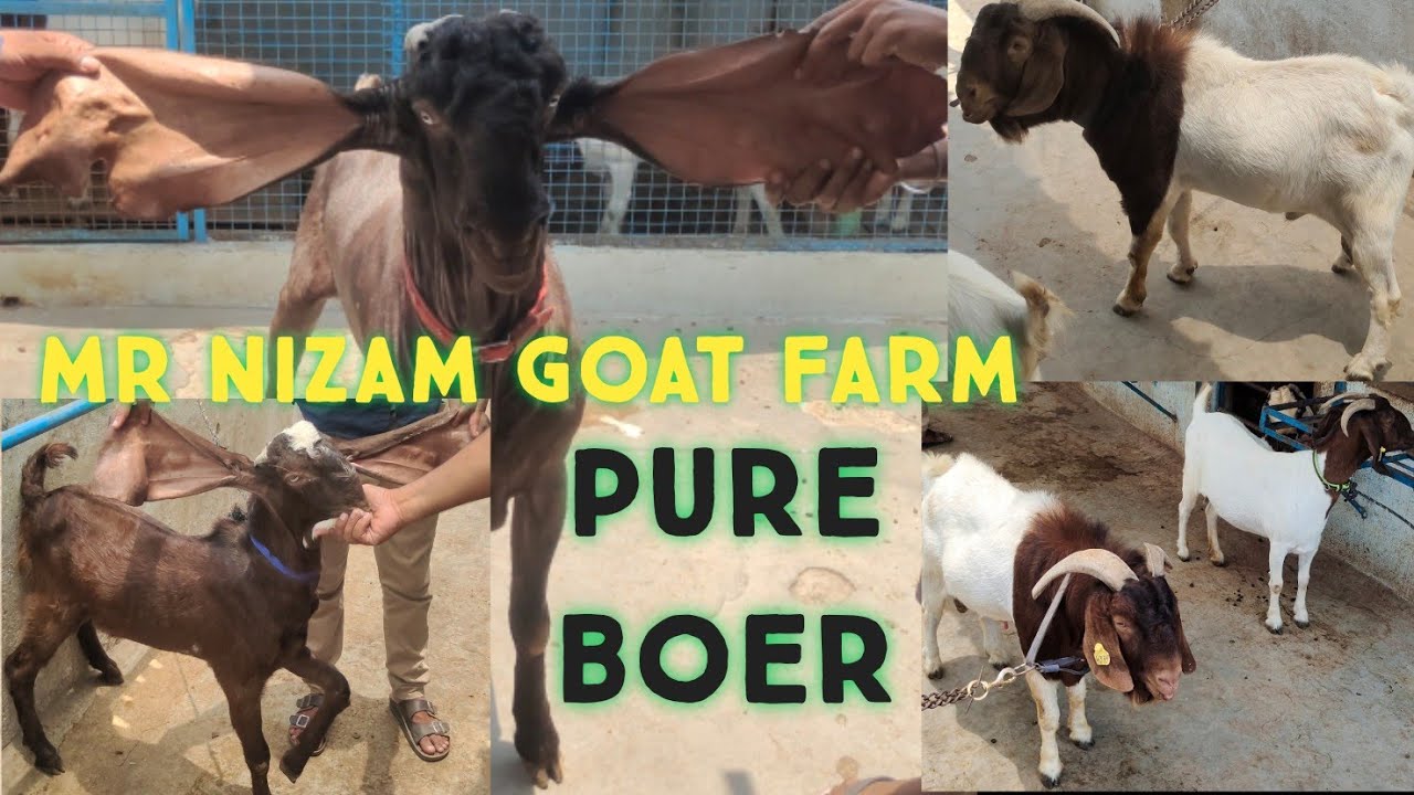pure quality hyderabadi breeders in Hyderabad top quality boer goats