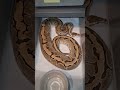 #CataractRoyals #BallPython #Breeding 0.1 Lesser Pinstripe and 0.1 Pinstripe