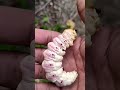 Survival trapping #survival #trap #bushcraft hunting #alamliar #forest