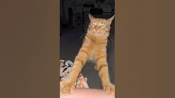 His Love Language Is Violence 