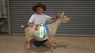 Working A Goat To Get Ready For A Goat Show