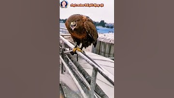 chim đại bàng không may gặp nạn được người dân cứu dúp may mắn thoát chết #thegioidongvat #shorts
