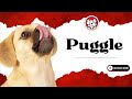 Unleash The Fun Facts: Puggle Puppies