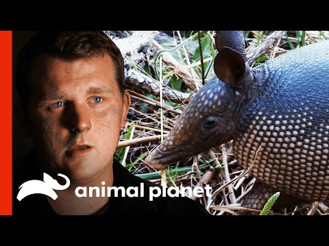 Boy Develops Spots On Skin After Contact With Armadillo | Monsters Inside Me