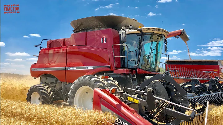 CASE IH 6150 Axial-Flow Combine Harvesting Wheat