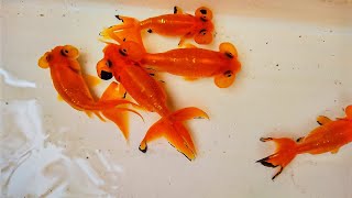 Sabse Sasta Maachli 😲🐟 Ankurhati Fish Market | Aquarium Fish Price Update | Ankurhati New Video 2024 by Curious Calcutta 183 views 2 days ago 12 minutes, 24 seconds