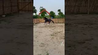 #shorts #tiktok #shortsvideo