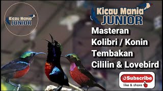 Masteran Kolibri/Konin Tembakan Cililin dan Lovebird - Tembakan Mematikan Auto Dilirik Juri!!!