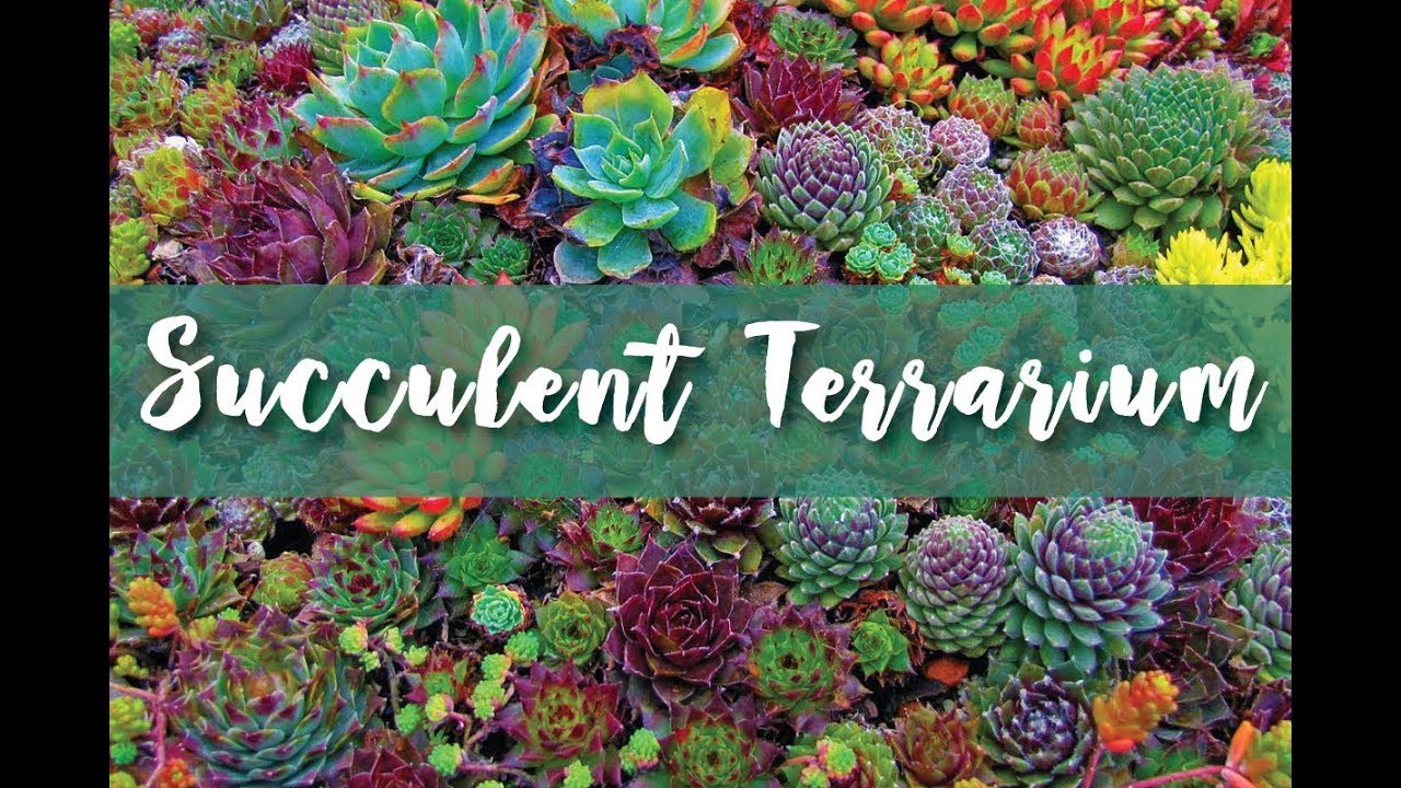 Planting a Succulent Terrarium