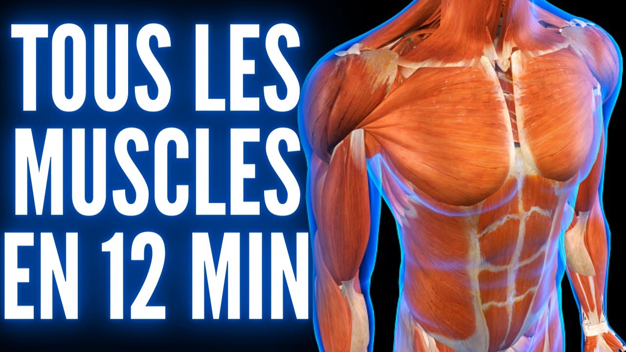 TOUS LES MUSCLES DU CORPS HUMAIN EN 12 MIN - ANATOMIE LYON 3D