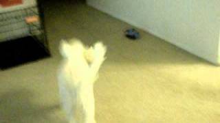 Lennon The Poodle Turns On His Daddy