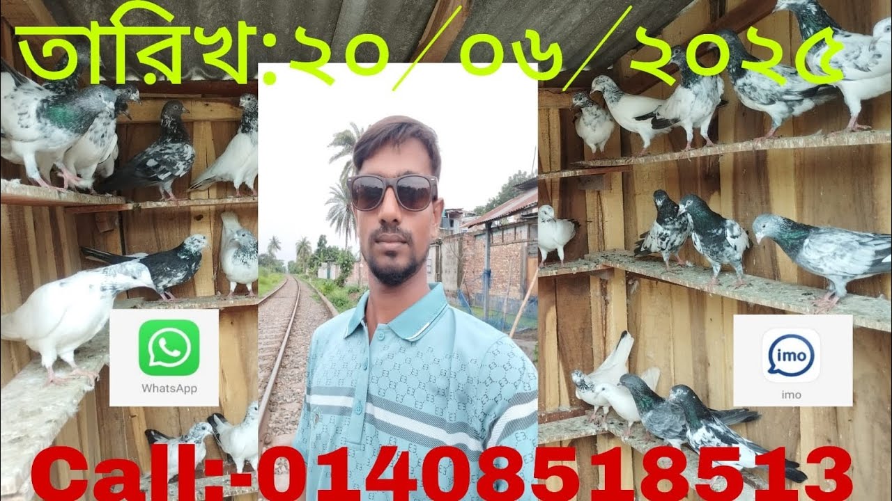 @ অরজিনাল গলায় লাল চুহা থার্টি ফাইভ চিনা টেডি বিভিন্ন জাতের হাই ফ্লিয়ার কবুতর সেল লোকেশন খুলনা @