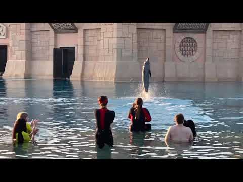 Dubai Dolphinarium #dolphins #dubaidolphinarium #dubai #wateractivities