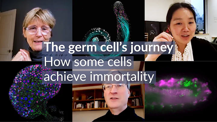 The germ cell's journey: How some cells achieve immortality - DayDayNews