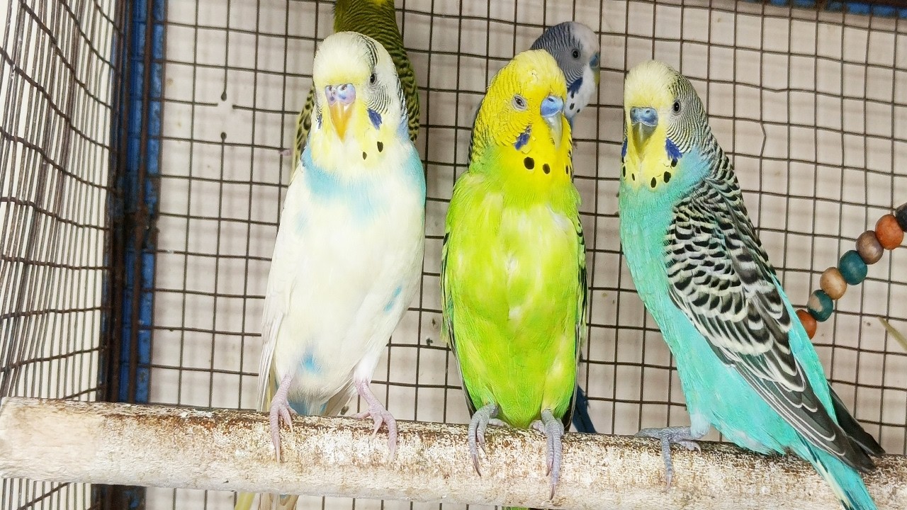 3 Hours of Budgies Singing: Relaxing Nature Sounds for Stress Relief