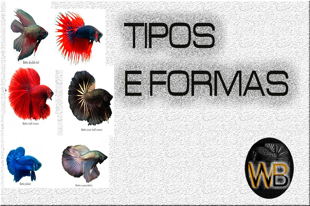 TIPOS  E FORMAS DOS  BETTAS  (CRIADOR 01)