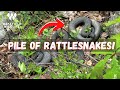 84 Snake Day: Part 2! Herping Pennsylvania