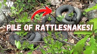 84 Snake Day: Part 2! Herping Pennsylvania