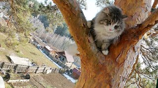 картинка: 5 суток отсидки на дереве