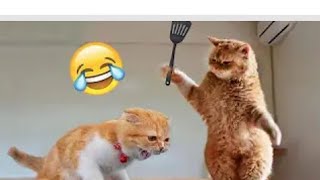 best funny animals funniest cat and dog 2024 video