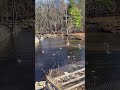 How Do Geese Take A Bath??