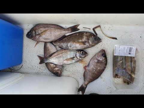 Vidéo: Mugs - Matériel Flottant Pour Attraper Des Poissons Prédateurs Depuis Un Bateau