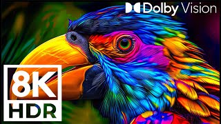 8k Bird Collection - WORLD OF BIRDS IN 8K ULTRA HD - 🎶Relaxing Nature Sounds️
