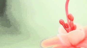 سورة الجاثية الحصري مجود